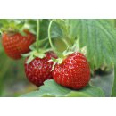 Aroma - Erdbeere Mieze Schindler *Jungpflanze