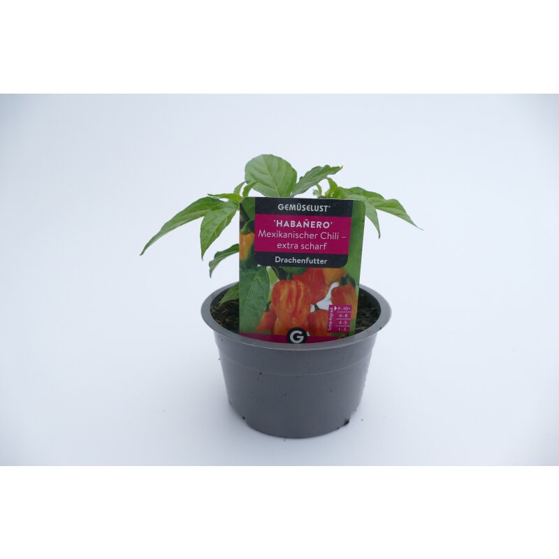 Chili Habanero Capsicum chinensis Pflanze online kaufen, 2,99