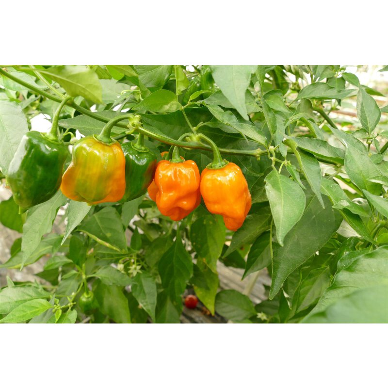 Mexikanischer Chili Habanero, 2,65