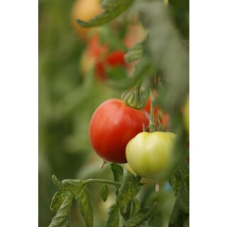 Ferline F1 *Jungpflanze