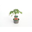 Ferline F1 *Jungpflanze