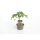 Ferline F1 *Jungpflanze
