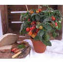 Kleine Balkontomate Balkonie Red  *Jungpflanze