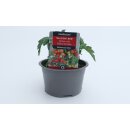 Kleine Balkontomate Balkonie Red  *Jungpflanze