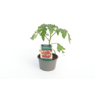 Maestria F1 *Jungpflanze