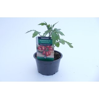 Pandorino F1 *Jungpflanze