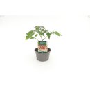 Reginella F1 *Jungpflanze