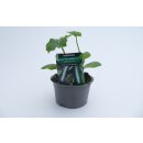 Easy Pic Green F1 *Jungpflanze