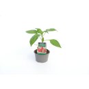 Blockpaprika Carisma *Jungpflanze