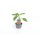 Blockpaprika Carisma *Jungpflanze
