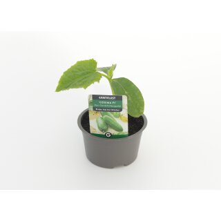 Cosima F1 *Jungpflanze