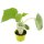 Salatgurke Pindos F1 *Jungpflanze
