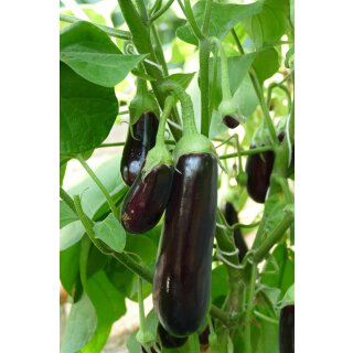 Aubergine Milar *Jungpflanze