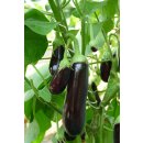 Aubergine Milar *Jungpflanze