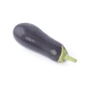 Aubergine Milar *Jungpflanze