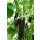 Aubergine Milar *Jungpflanze