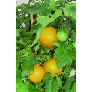 Kleine gelbe Balkontomate Balkonie Yellow  *Jungpflanze