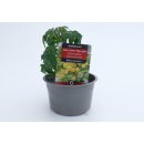 Kleine gelbe Balkontomate Balkonie Yellow  *Jungpflanze
