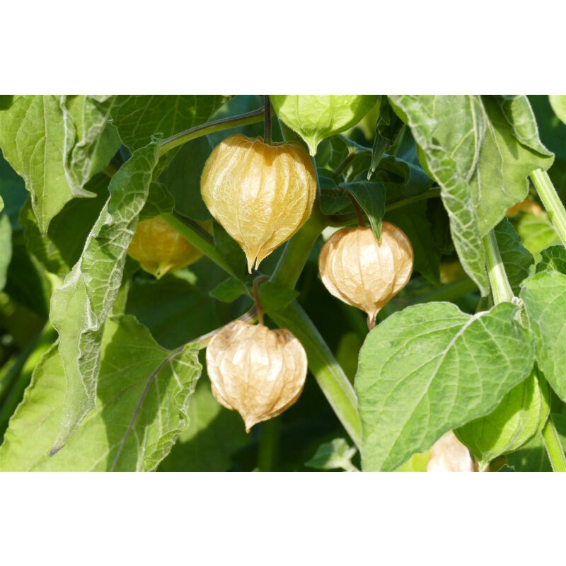 Bio Physalis Tropicana Bio Pflanze online kaufen, 2,99