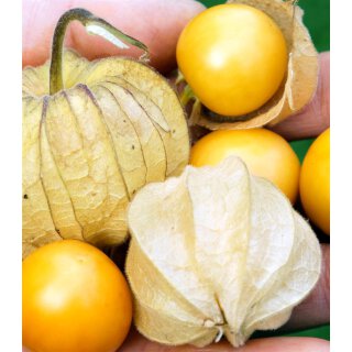 Bio Andenbeere Physalis Tropicana Schönbrunner Gold *Jungpflanze