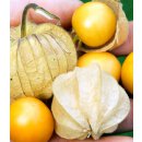 Bio Andenbeere Physalis Tropicana Schönbrunner Gold *Jungpflanze