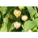 Bio Andenbeere Physalis Tropicana Schönbrunner Gold...