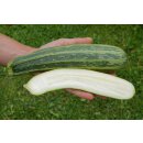 Bio Zucchini Cocozelle von Tripolis *Jungpflanze