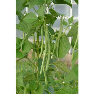 Bio Stangenbohne Kobra *Jungpflanze