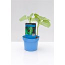 Bio Stangenbohne Kobra *Jungpflanze