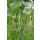 Bio Stangenbohne Kobra *Jungpflanze