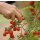 Wildtomate Rote Murmel *Jungpflanze