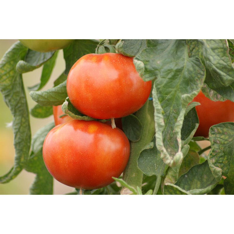 Große Salattomate Maestria F1, 2,49