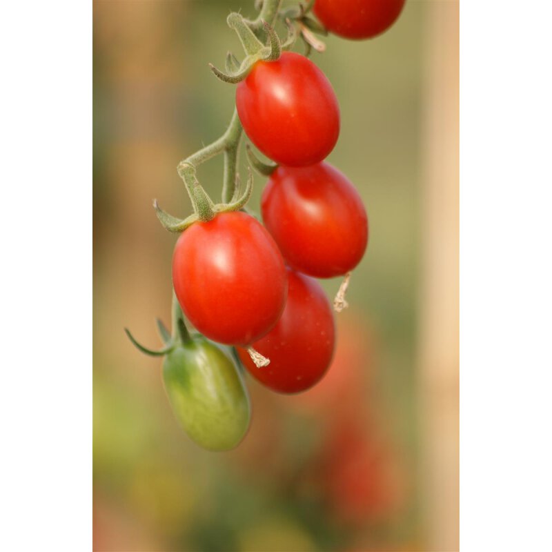 Roma Buschtomate Sixtina | Eiertomate | für Kübel Balkon Terrasse | P ...