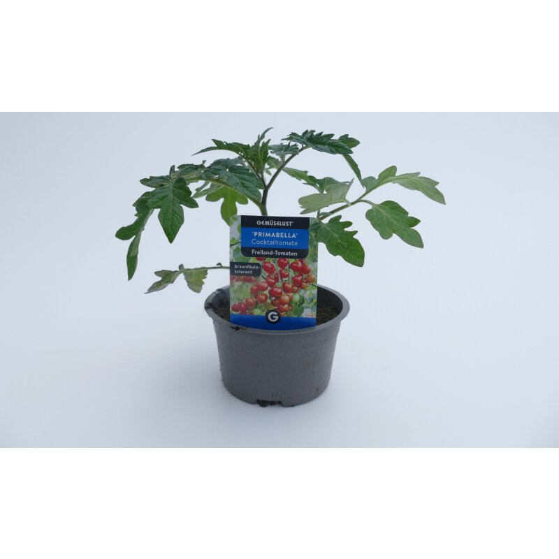 BIO-Tomatensamen Primabella PhR – Krautfäuleresistente Cocktailtomate, 6 Korn