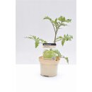 Salattomate Green Zebra *Jungpflanze