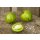 Salattomate Green Zebra *Jungpflanze