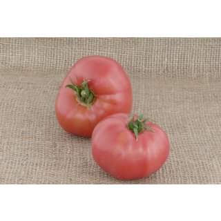 Salattomate Berner Rose  *Jungpflanze