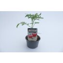 Salattomate Berner Rose  *Jungpflanze
