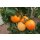 Salattomate Orange Favourite *Jungpflanze