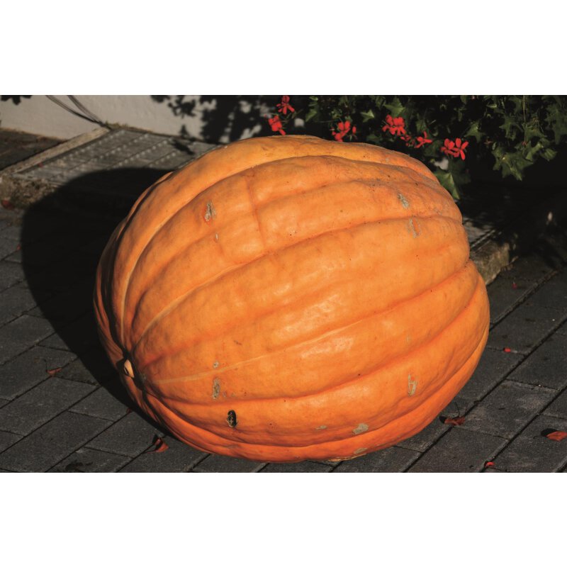 Kürbis Atlantic Giant | Rekordfrüchte | Kürbis | Cucurbita maxima | P ...