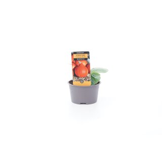 Kürbis Hokkaido Cucurbita maxima Pflanze online kaufen, 2,99