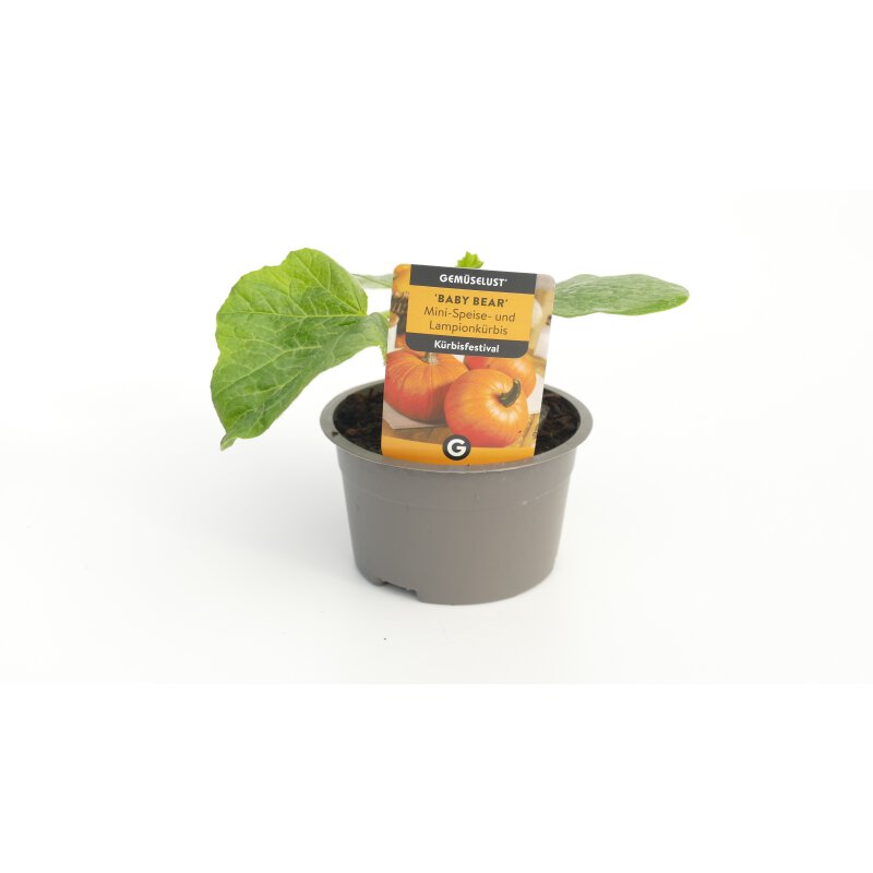 Kürbis Baby Bear Cucurbita maxima Pflanze online kaufen, 2,99